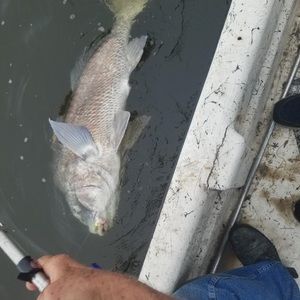 Meet your Posher, Kalon